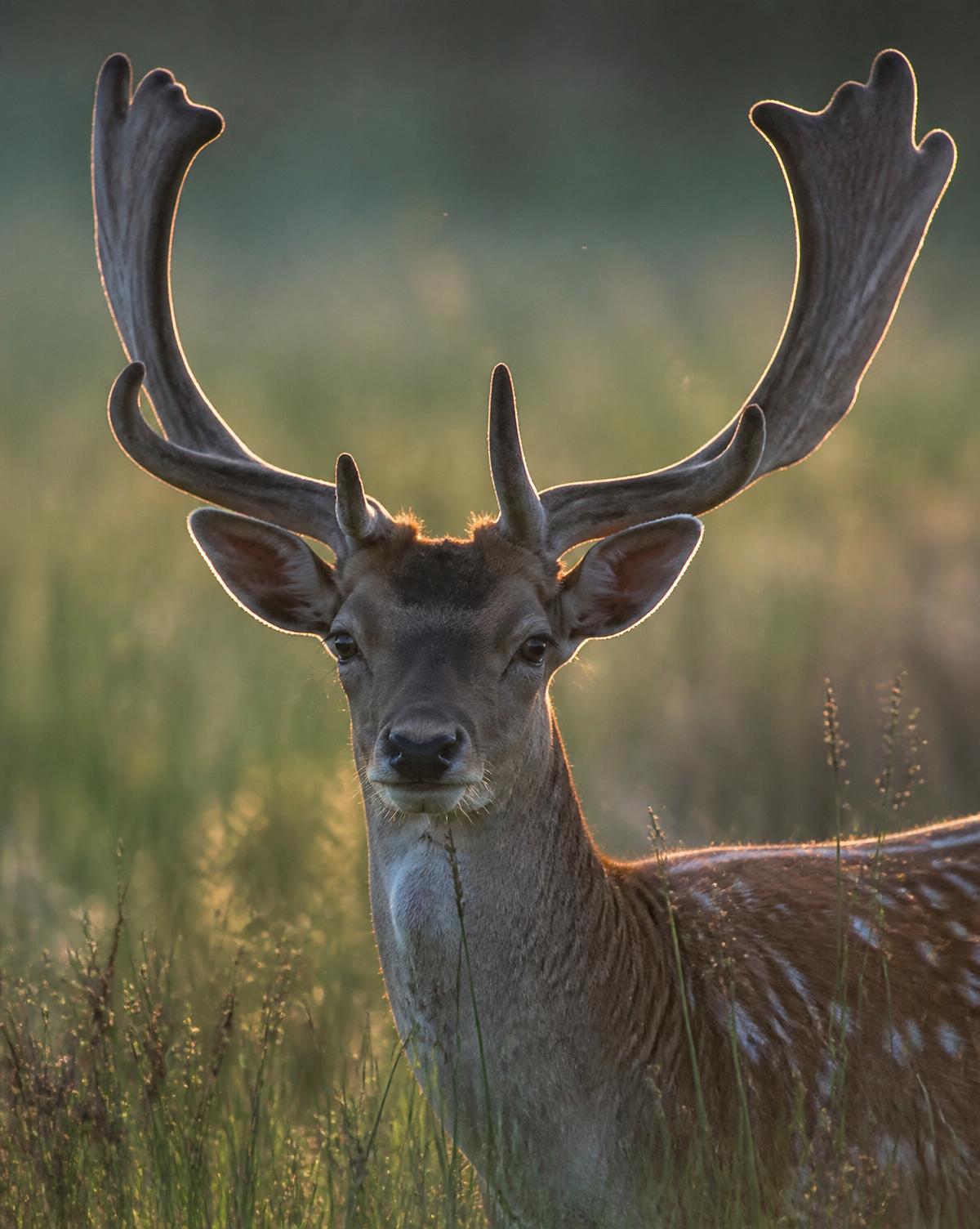 A fallow deer stag backlit in tall grass