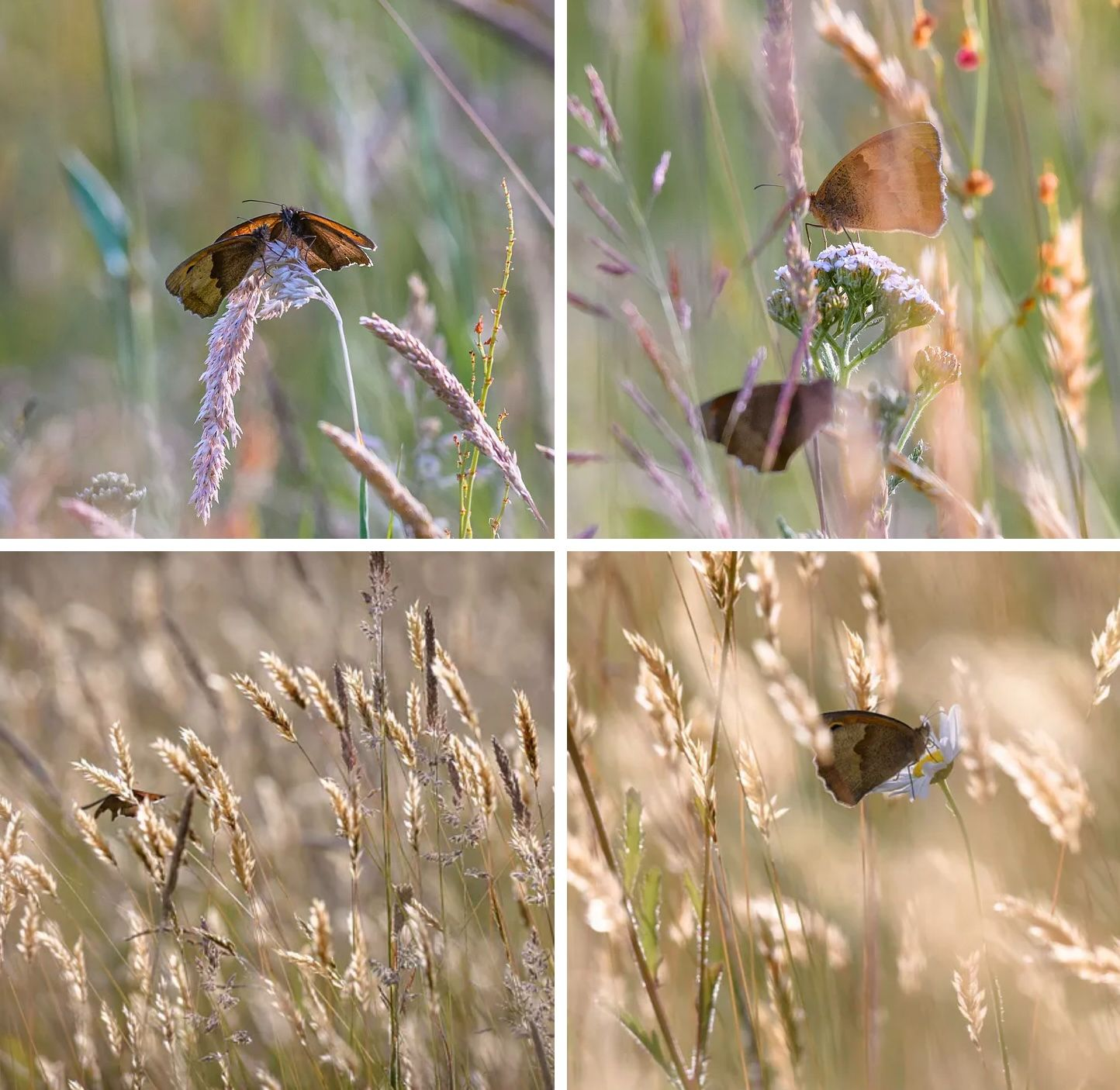 Wild grasses, wild butterflies: Meadow Browns dancing in the wild grasses at LettsSafari's Capability Brown gardens