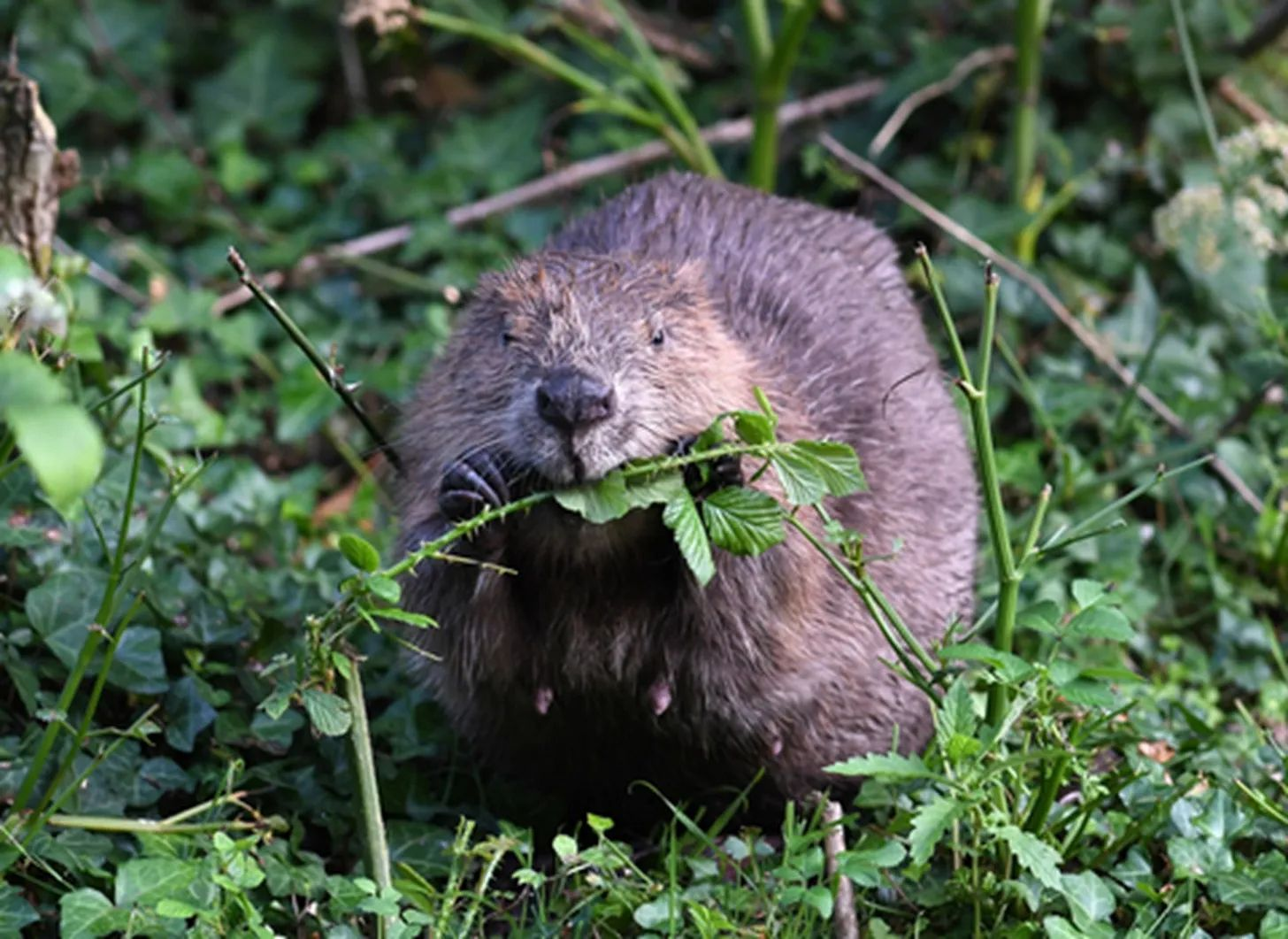 A new resident to London, the beaver is quickly settling in to the hustle of the big city.