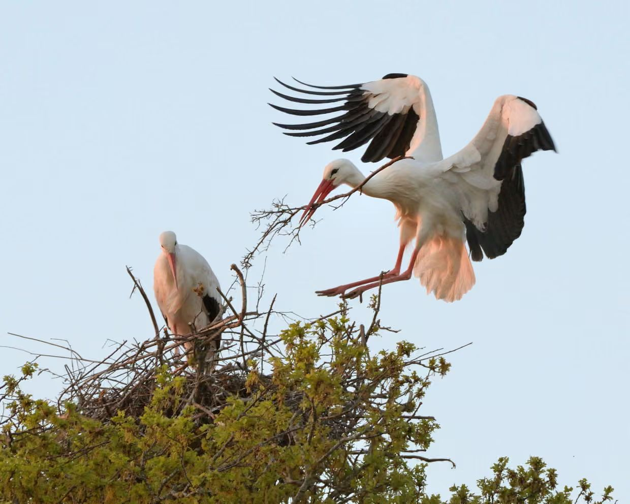 Storks in Sussex! Photograph: Nature Picture Library/Alamy