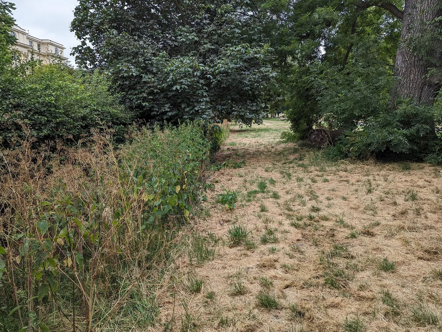 Rewilding can start in urban parks and gardens