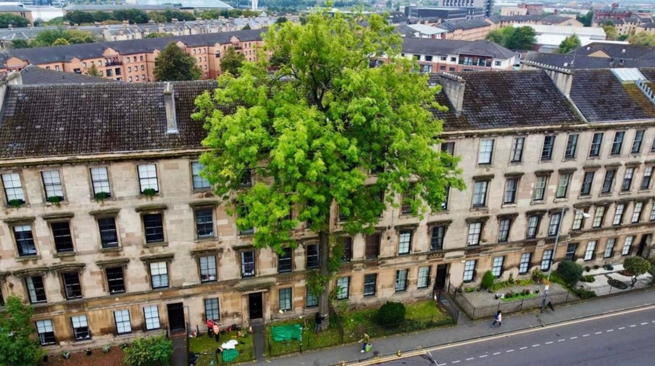 Glasgow's Argyle Street ash is Tree of the Year 2025.  Credit: Tree Wise Urban Forestry