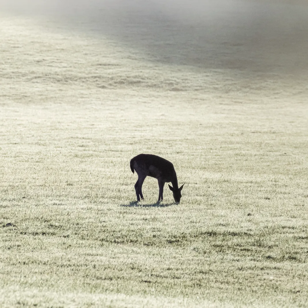 Single Fallow deer in Dawlish Park, Exeter