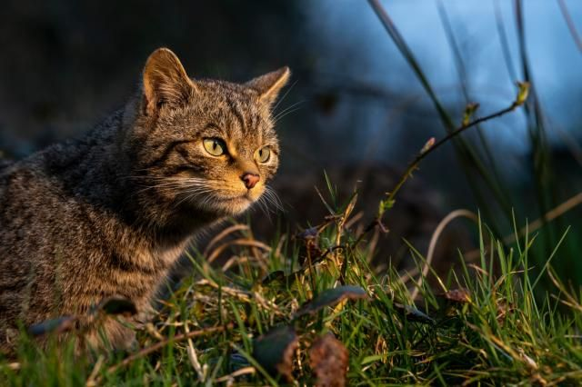New report finds the return of wildcats to South West England is feasible. Photo: © Tom Mason/Wildlife Trust
