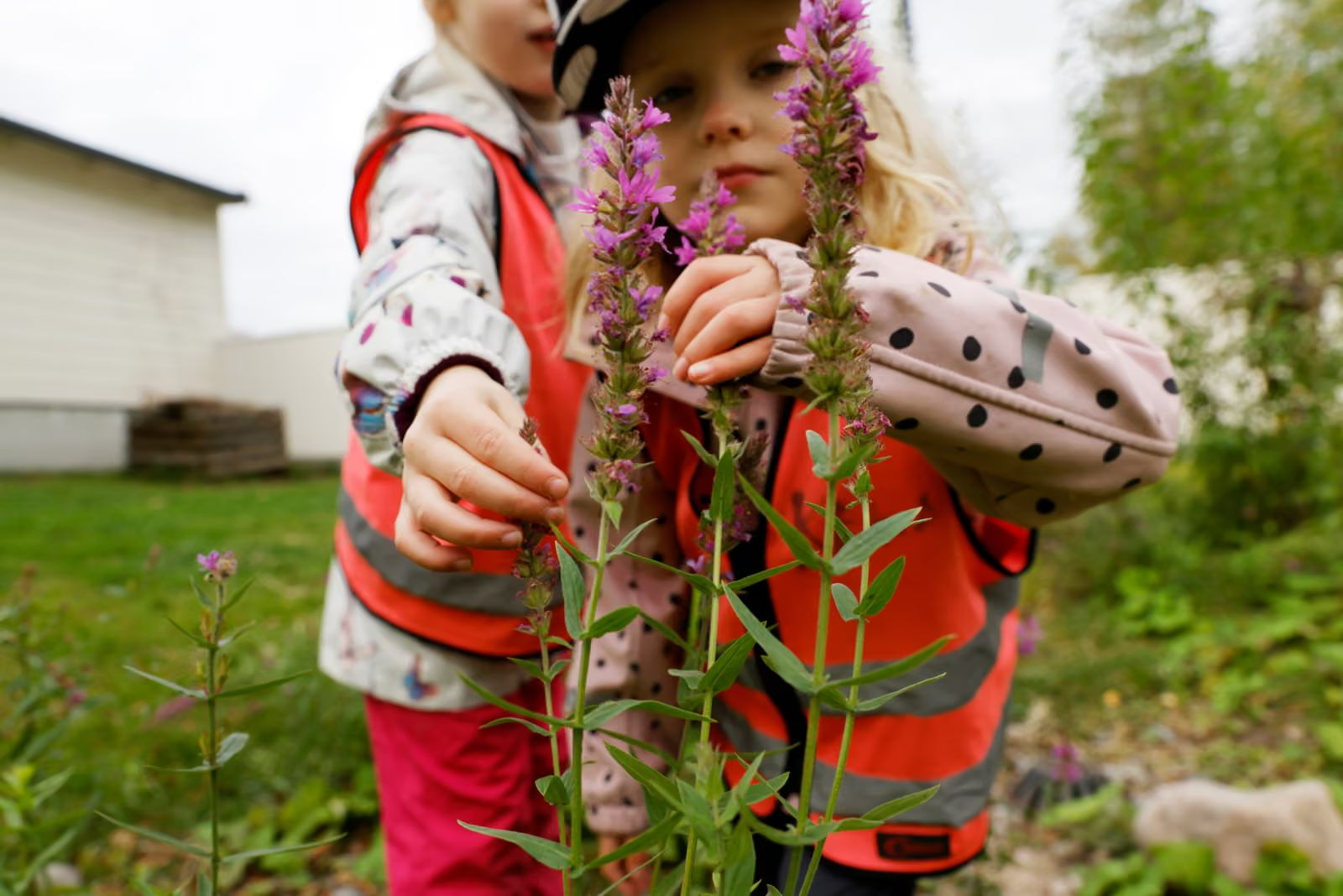 Rewilded school yards: transforming children's health