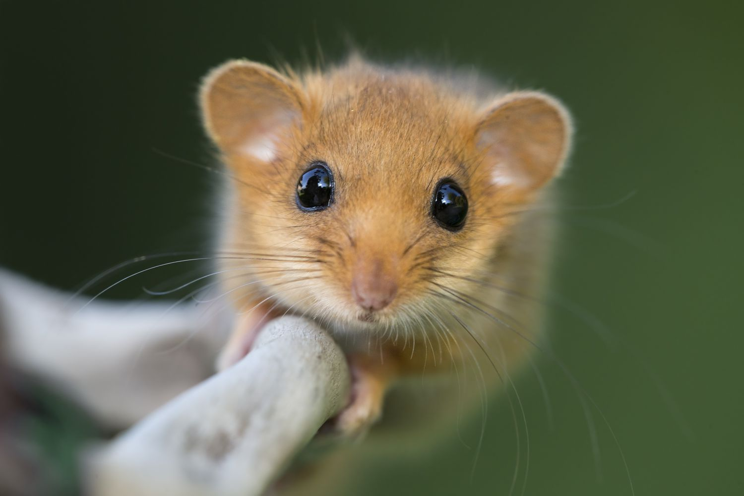 Dormouse photo