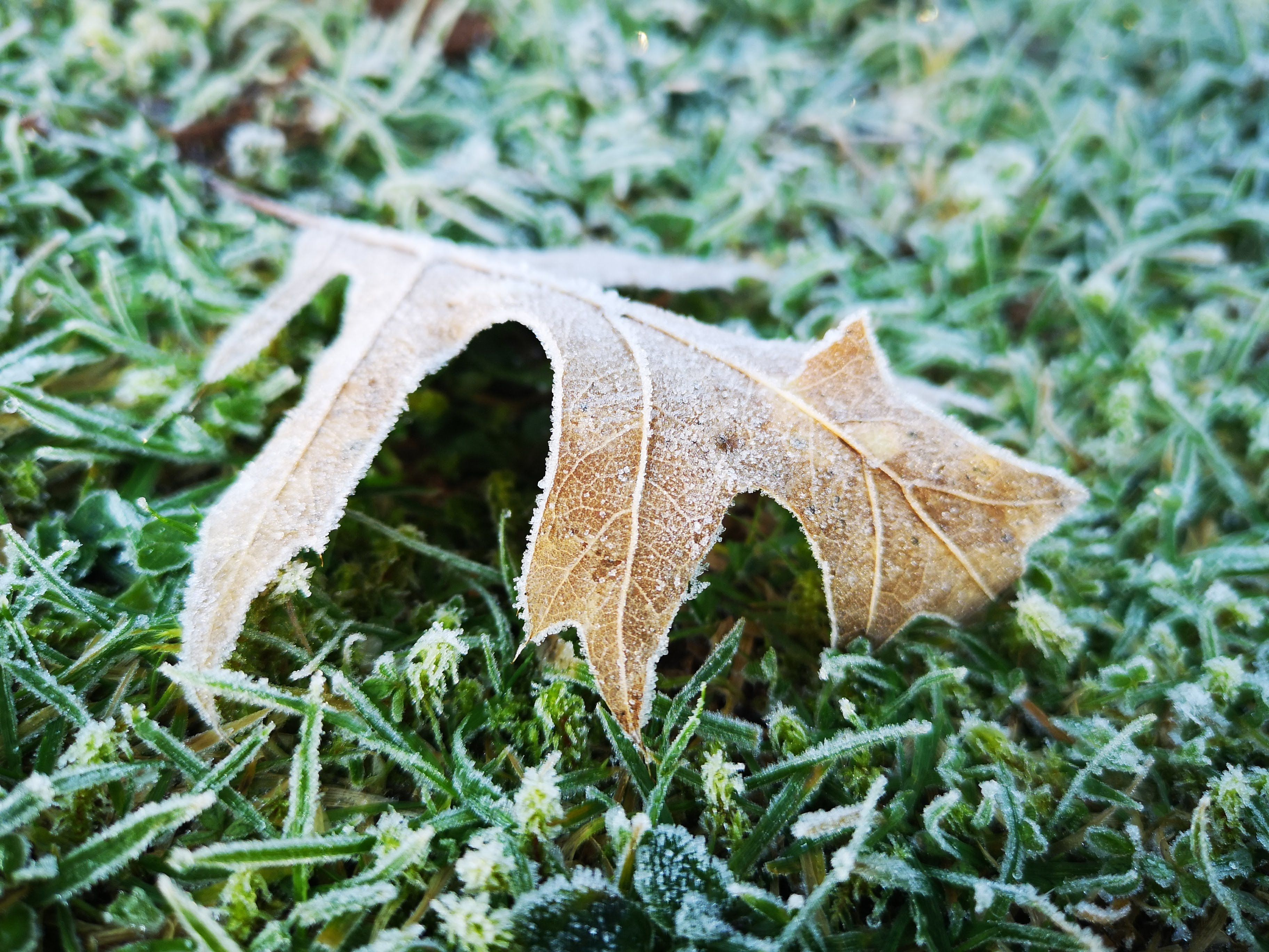 A Solitary Oak Tree Leaf in the Frost