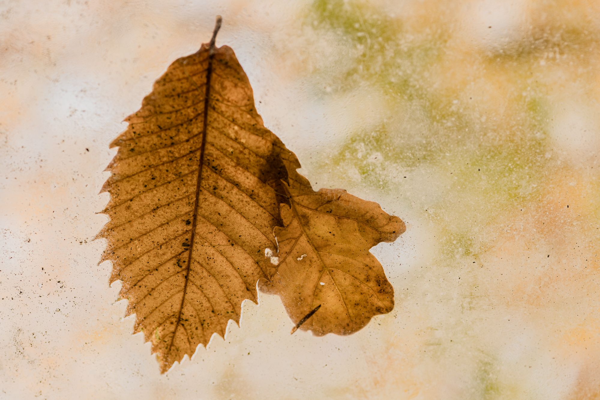 Two Chestnut Leaves