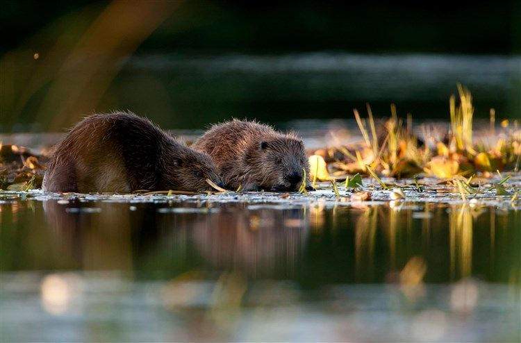 European Beaver in the wild. Picture: Scotland The Big Picture.