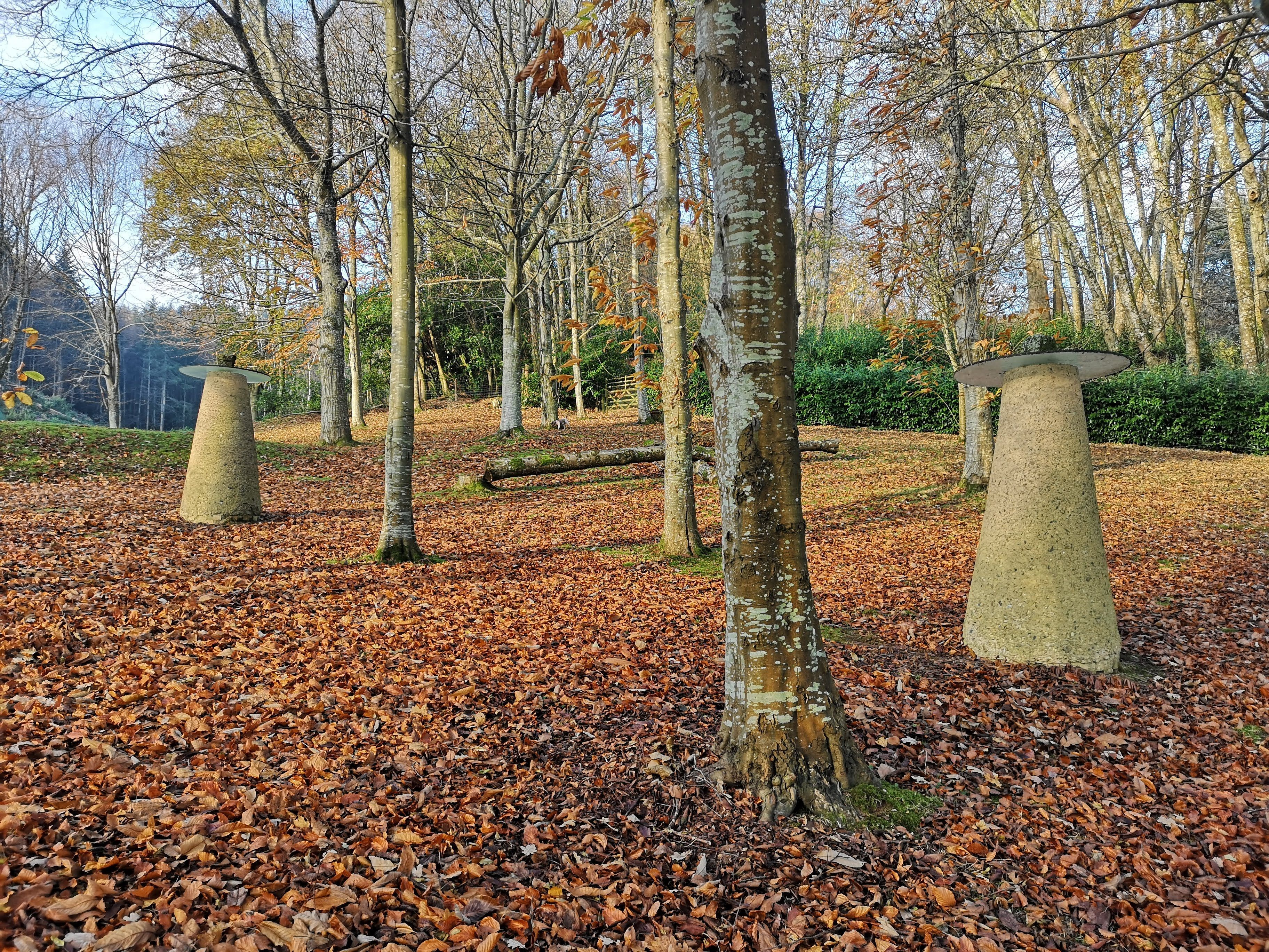 Leaves in the Autumn at Exeter's Capability Brown Gardens