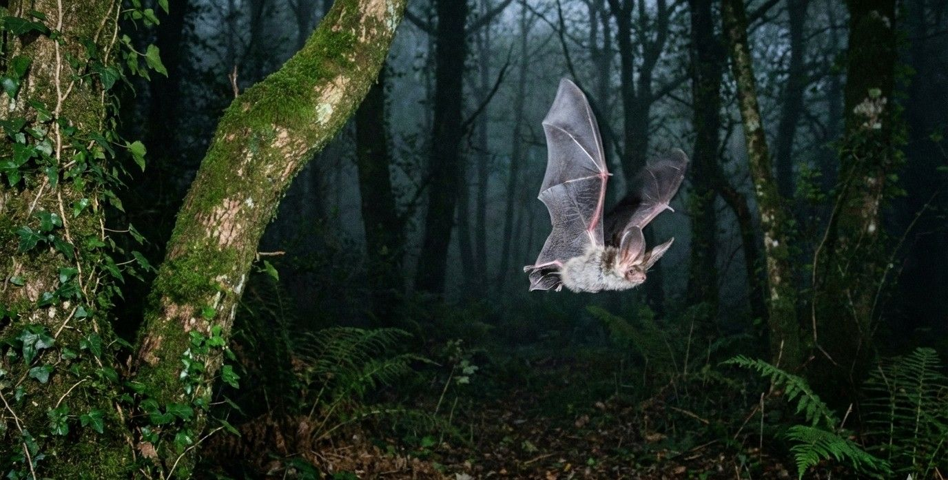 Grey Long-Eared Bat Flying at Night in Devon