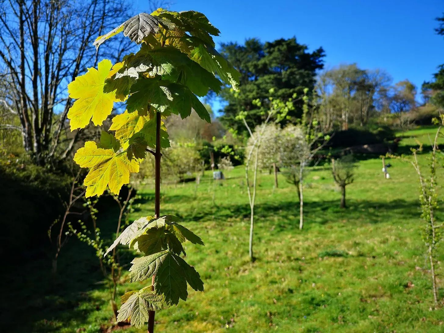 The 49 saplings, like these in our parks, give hope for the future.