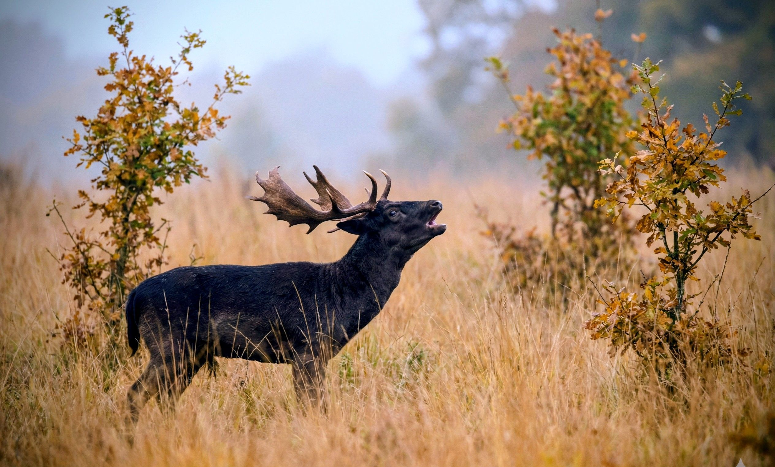 Black Fallow Stag Bellowing in Dawlish Park in October