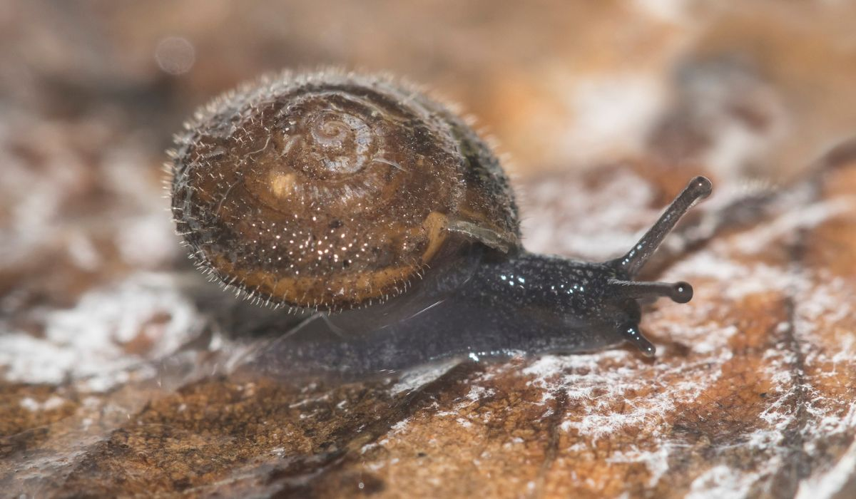 The Humble German Hairy Snail