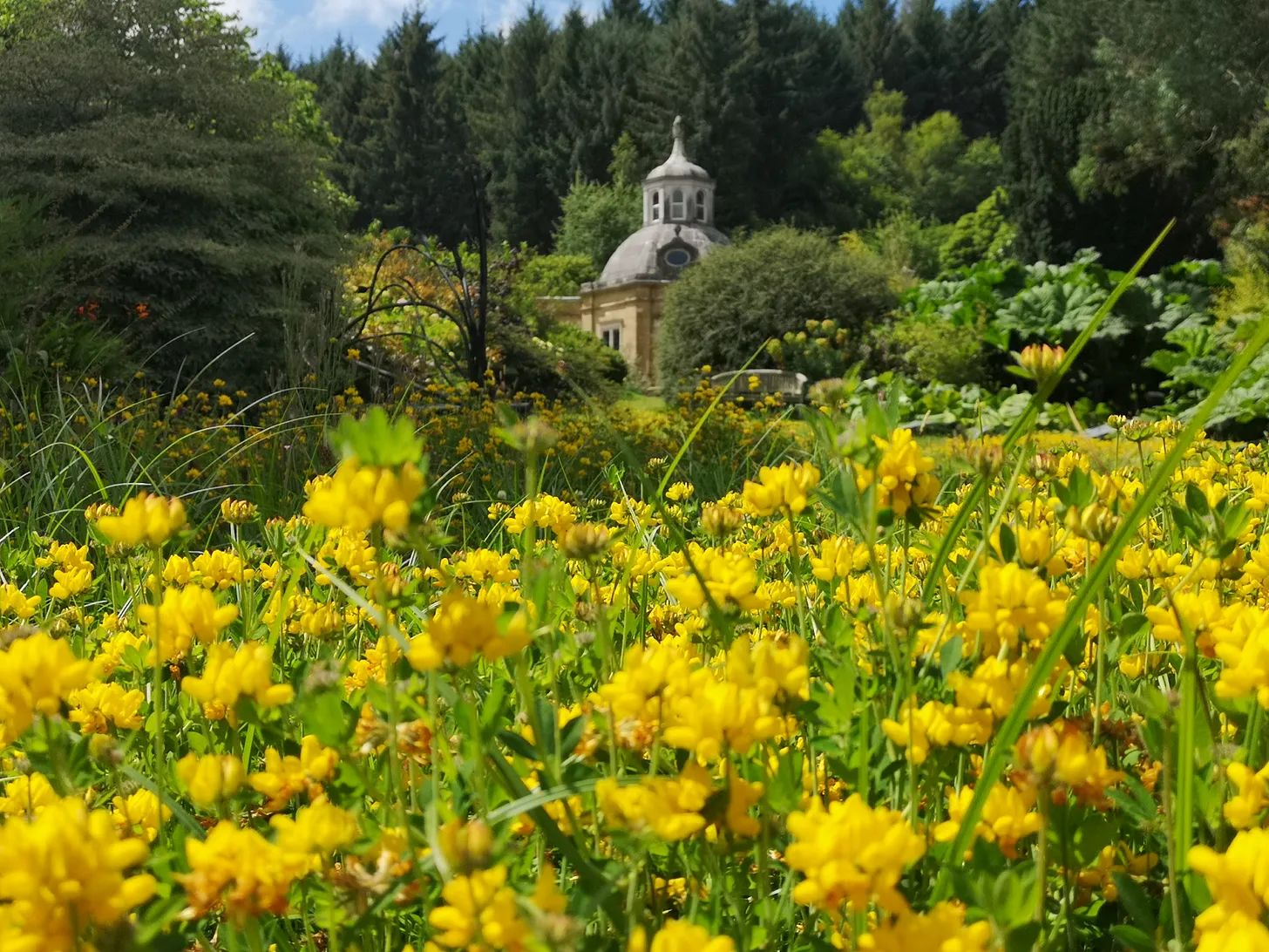 Wild flower meadows : a salad bar for insects!