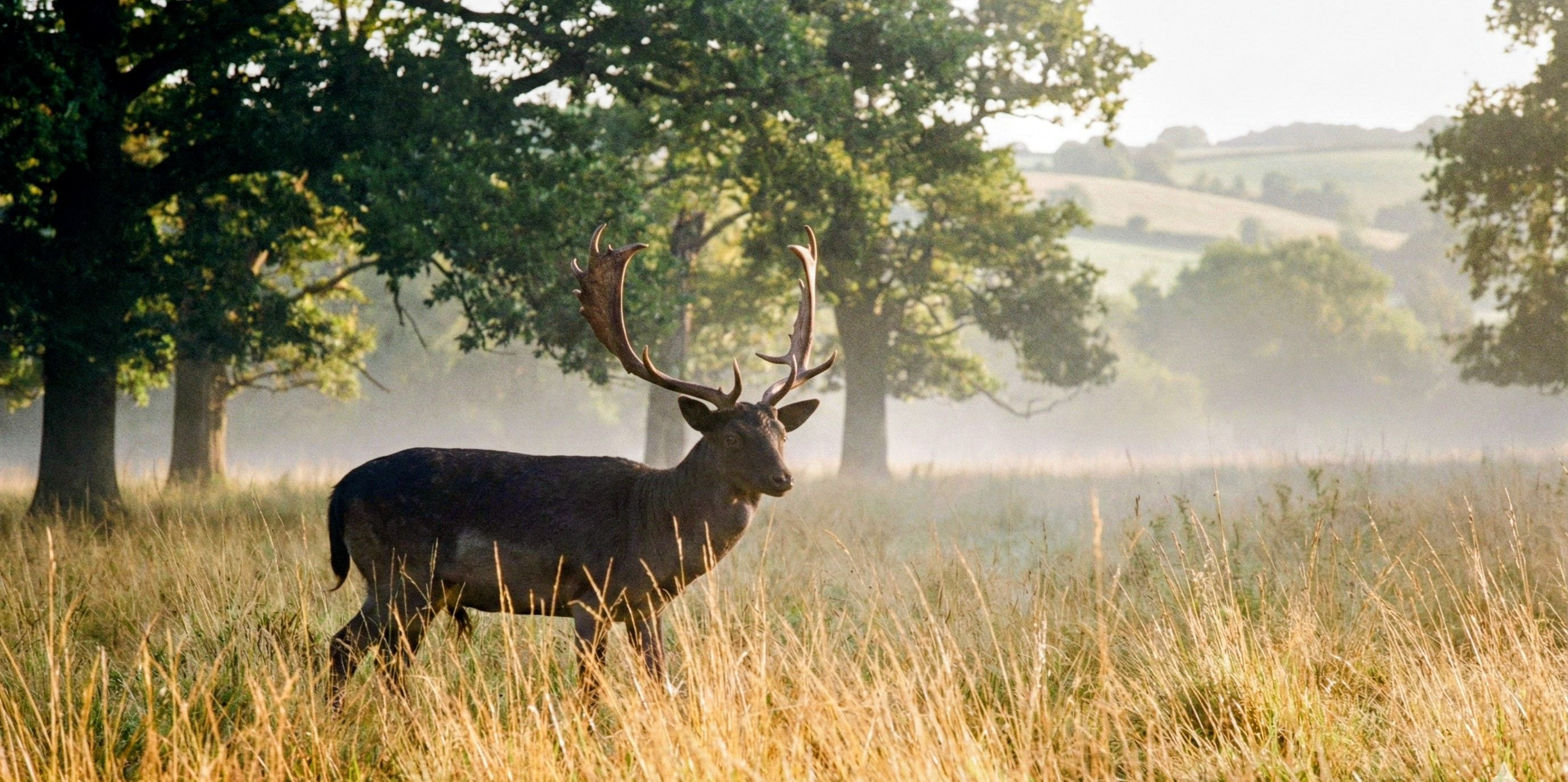 Black Fallow Stag in Dawlish Park at Sunrise