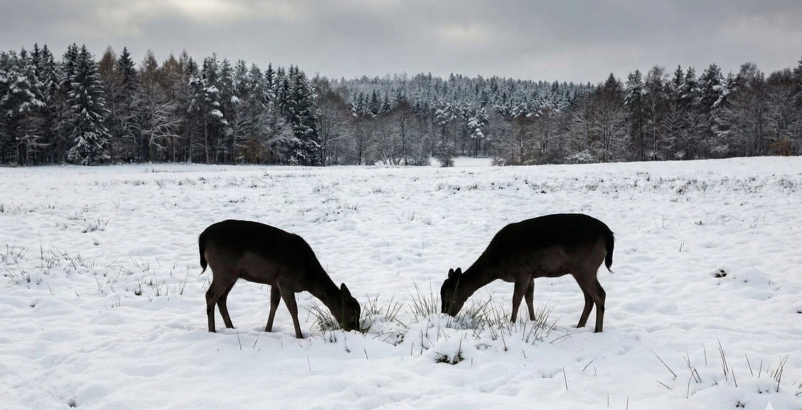 Two Black Fallow Doe in the Snow in Winter