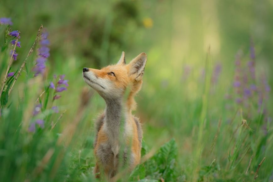 Red Fox in Wild Grasses
