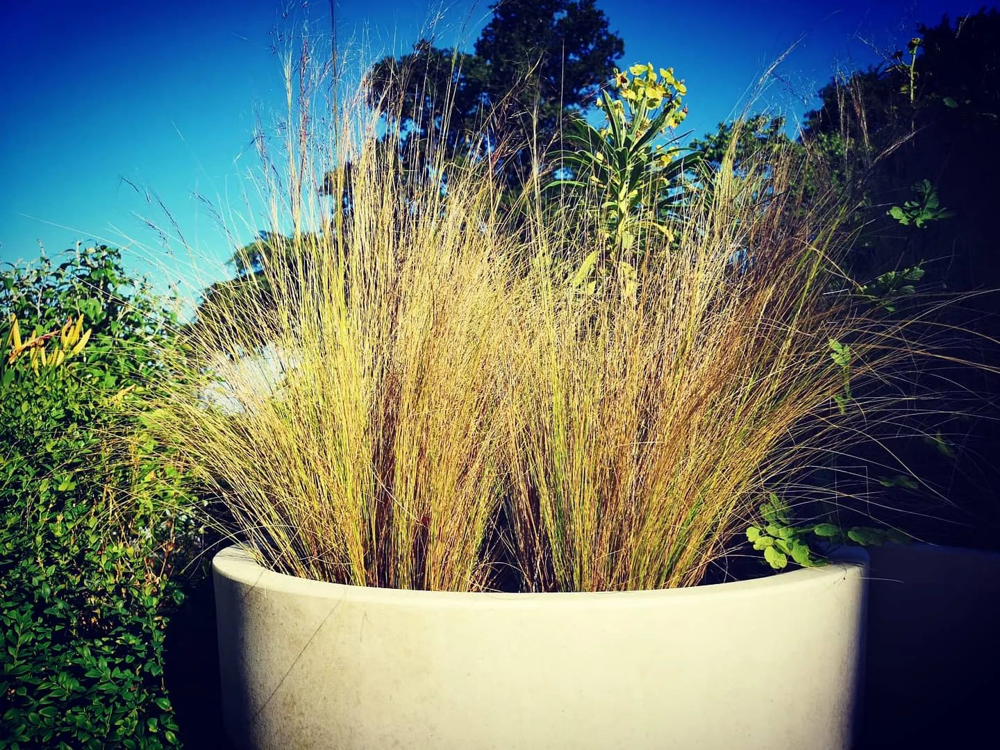 Rewilding: You can even do it in a pot!