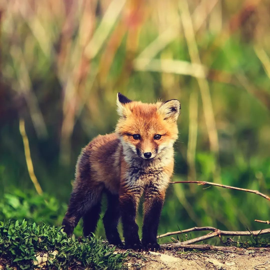 Fox Cub in LettsSafari's Dawlish Park