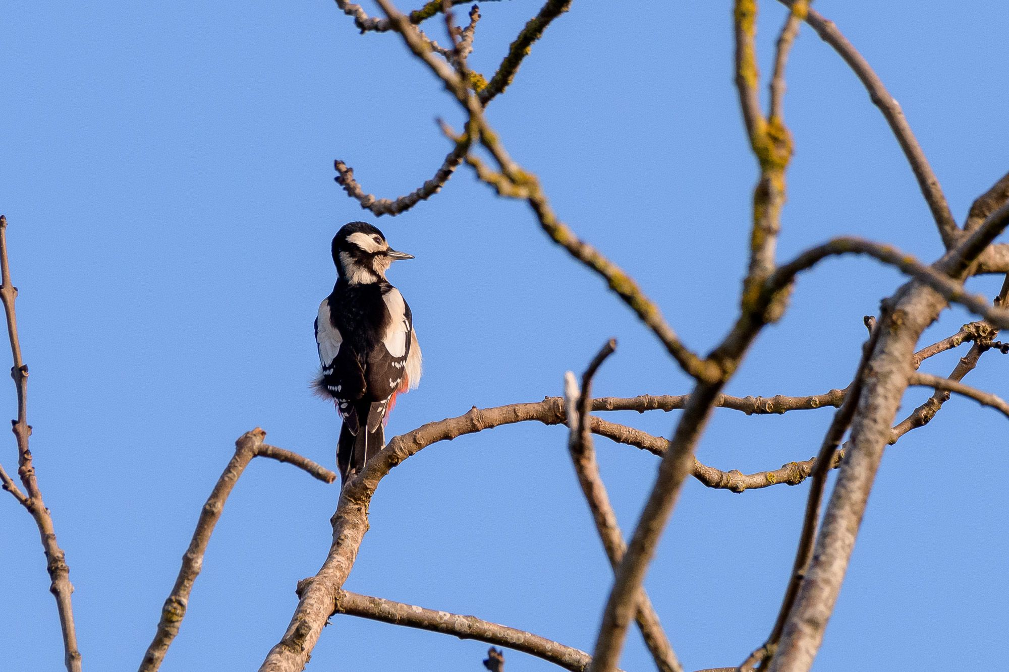 Woodpecker in English Maple Tree