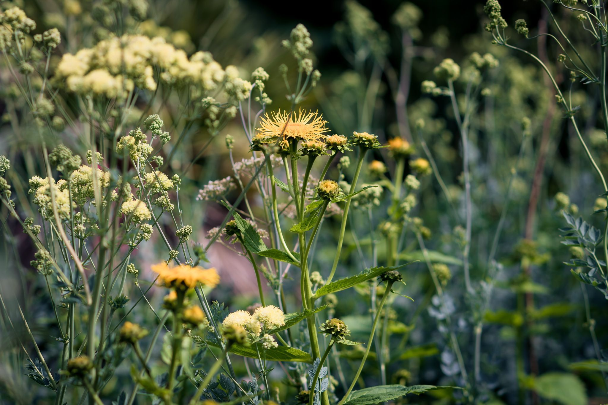 Let urban wildlife go truly wild!