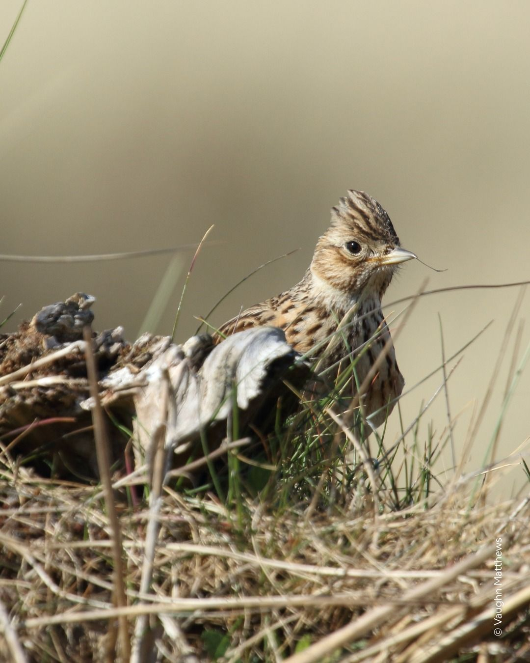 Skylarks are just one of the species who consider Warren Farm home