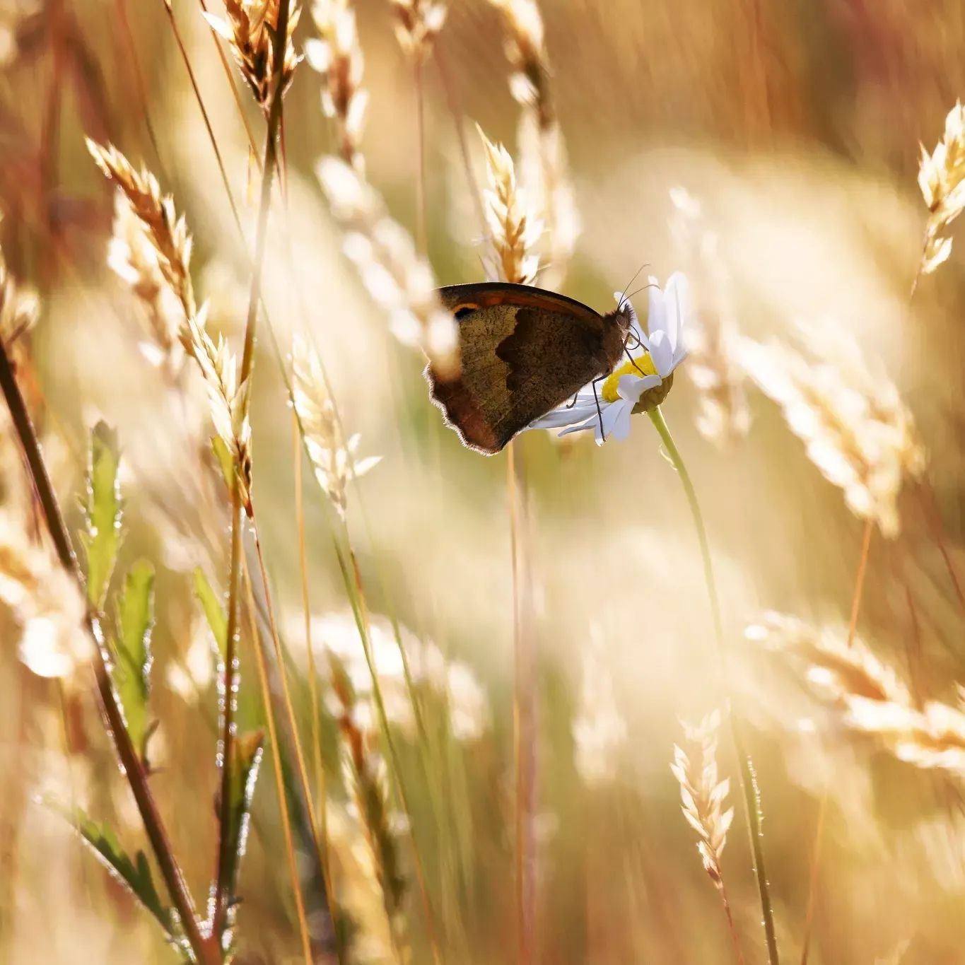 How can we protect our landscape in an increasingly hot world?