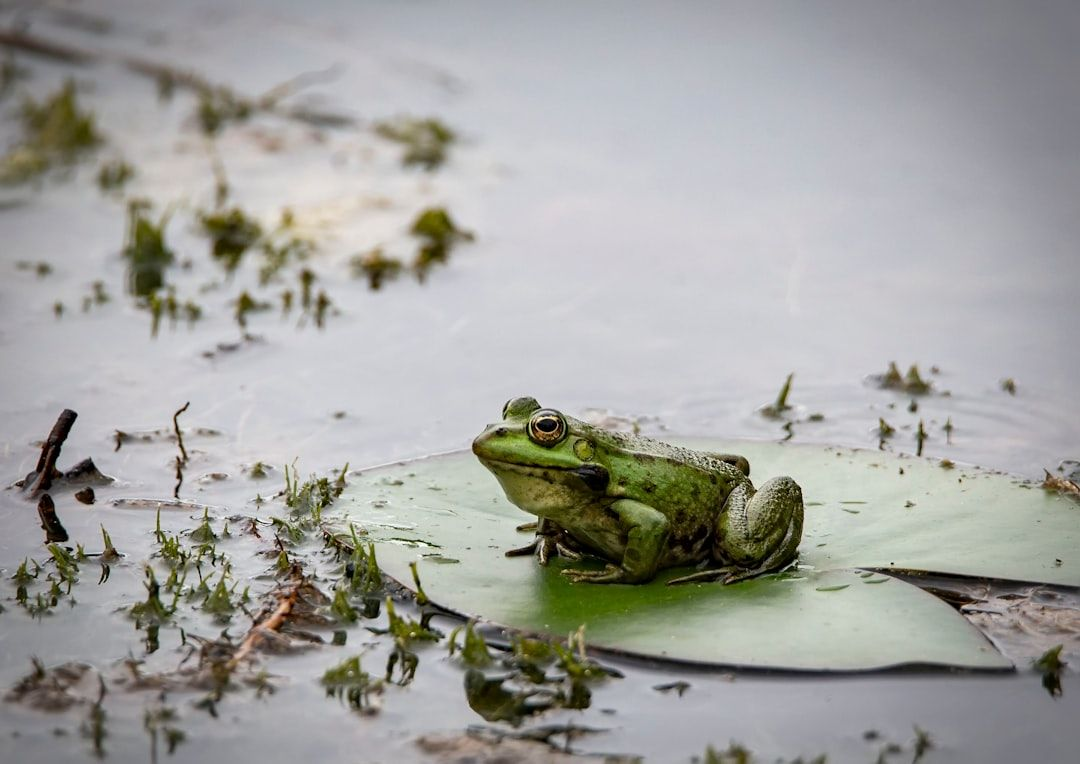 Ponds can be biodiversity hotspots