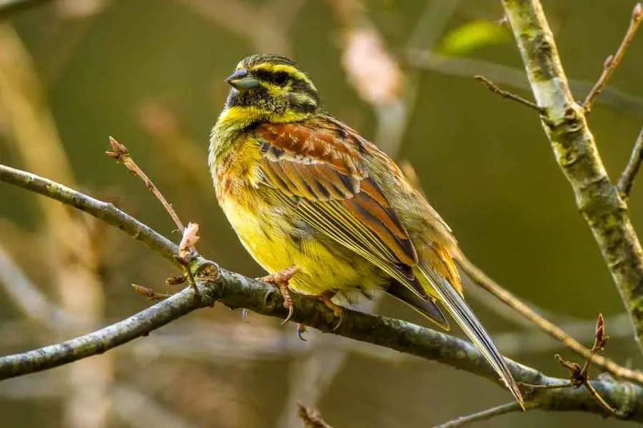 Gardens can provide vital habitats for birds like this North African Cirl Buntings